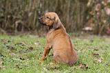 RODESIAN RIDGEBACK 203